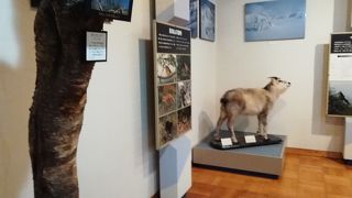 鳥海山の自然や歴史の展示