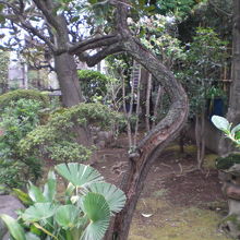 伝久寺の本堂の前には、緑の樹木や草花が植えられています。