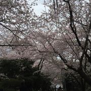 福岡の穴場花見スポット