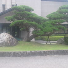 建物入口には、立派な松も植栽されています