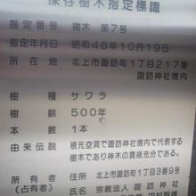 北上市の保存樹木にも指定されている立派なサワラです！