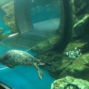 しながわ水族館 クチコミ アクセス 営業時間 大森 大井町 フォートラベル しながわ水族館 クチコミ アクセス 営業時間 大森 大井町 フォートラベル