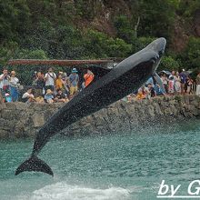 キレのあるクジラのジャンプ。