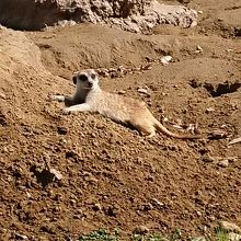 ミーアキャット