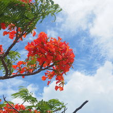 公園に咲いていた花