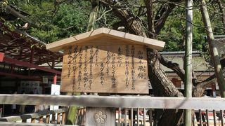 花が咲いていればきれいでしょう