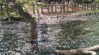 ボートいいね👍