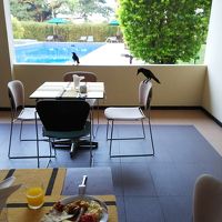 カラスに狙われる