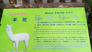 上海野生動物園