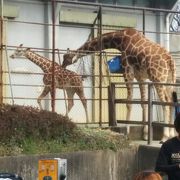 大きくもなく小さくもなく一日過ごせるちょうどいい動物園