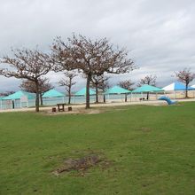 海浜公園の芝生