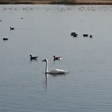 優雅な白鳥さん