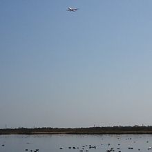 白鳥と着陸間近の飛行機