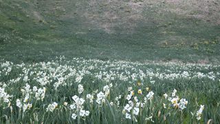 水仙祭り10日前