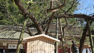 記念撮影している人が多かったです