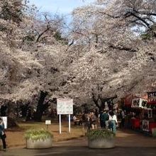 桜も見事、人出も見事