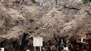 桜の頃はとても見事