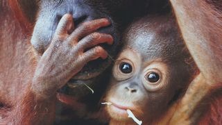 写真を撮るなら望遠レンズを持って行った方が良いです。