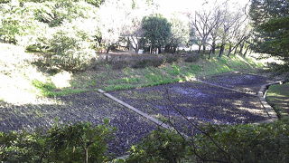 刈られていました