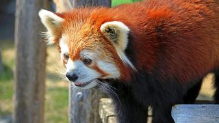 毎年欠かさず行きます