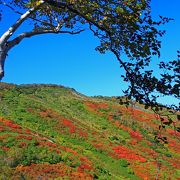 まだら模様の紅葉