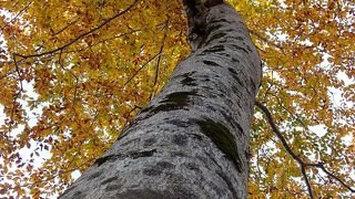 八森山(薬師原口)