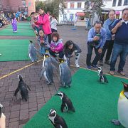 かわいいペンギンパレード！