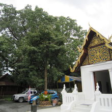 ６仏塔の後ろのお堂と菩提樹