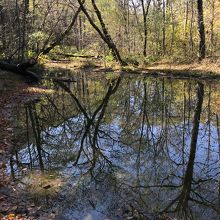 青空と立木を映す水鏡。