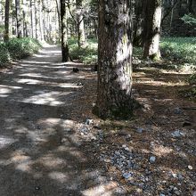 木漏れ日の散策道。