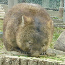 ウォンバットやモルモットが好きな方にはオススメ By はまちゃん 五月山動物園のクチコミ フォートラベル ウォンバットやモルモットが好きな方にはオススメ By はまちゃん 五月山動物園のクチコミ フォートラベル