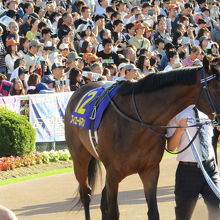 パドックの様子