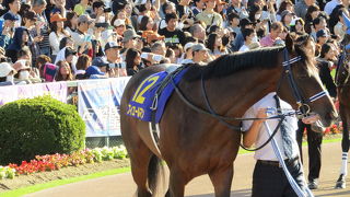 菊花賞を見に行きました。