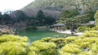 江戸時代の盆栽