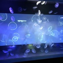 クラゲも綺麗。