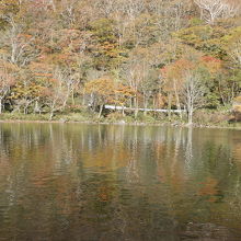湖畔を彩る紅葉の樹林
