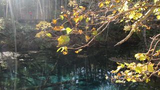 摩周湖の裏手の森の深淵に佇む青い池