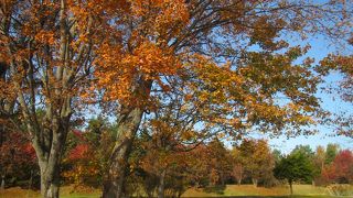 斜里川沿いで、10月中旬後半は紅葉の木々