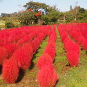 清水公園