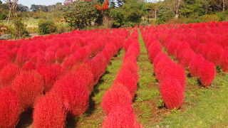 清水公園花ファンタジア