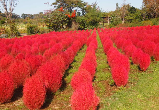 清水公園花ファンタジア