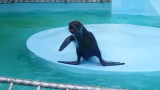 姫路城には動物園があります