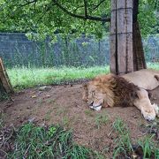 ヌーの群れに出会えるのはここだけ