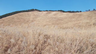 ススキの名所！