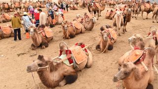 ラクダの渋滞、カメラは渡さないこと。