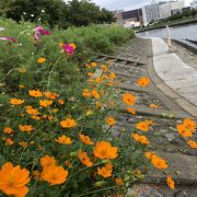 立会川と鮫洲の間に広がる勝島運河のお花畑