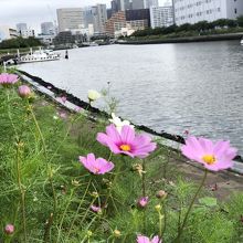 品川花海道。勝島運河のまわりにお花畑があります。