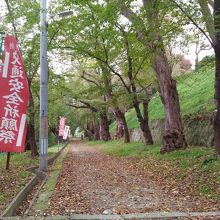 桜並木が続きます