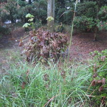 イマイチ、どれが何なのかがよく解らない整備状況…。