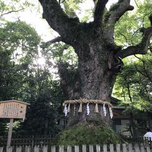 樹齢が高く、幹の太い木々が立ち並ぶ熱田の杜